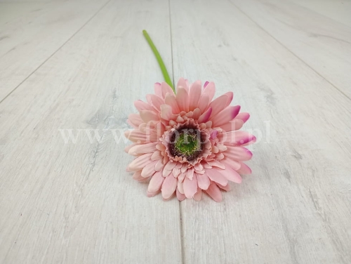 gerbera niska 6szt #3040 dirty pink (SUN529)