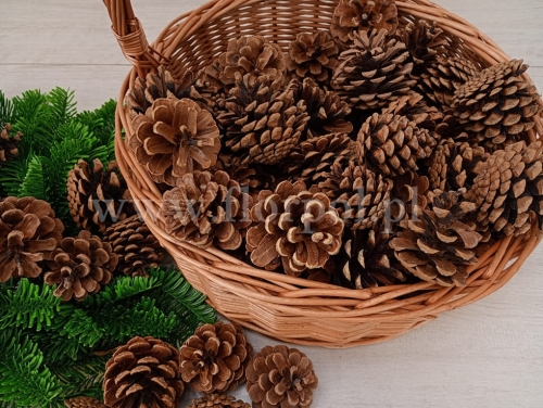 10kg szyszka Sosna Czarna  (worek)