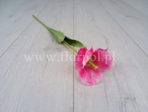 tulipan satynowy rozwinięty 1szt różowy (K1-3)