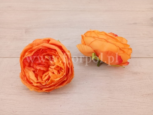peonia krepiona 12szt pomarańcz (ROR)