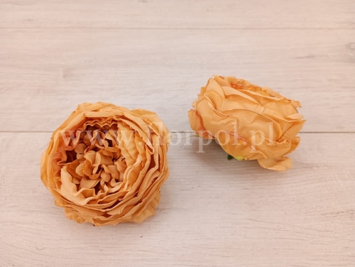 peonia krepiona 12szt orzech (ROR)