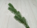 florpol.live6359.jpg
