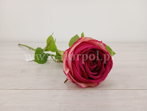 Róża pojedyncza magenta (YD369)