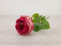 florpol.live 7172.jpg