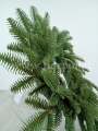 prestige nobilis 10.jpg