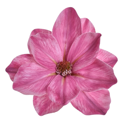 Magnolia wyrobowa 12szt magenta  (WEI1007)