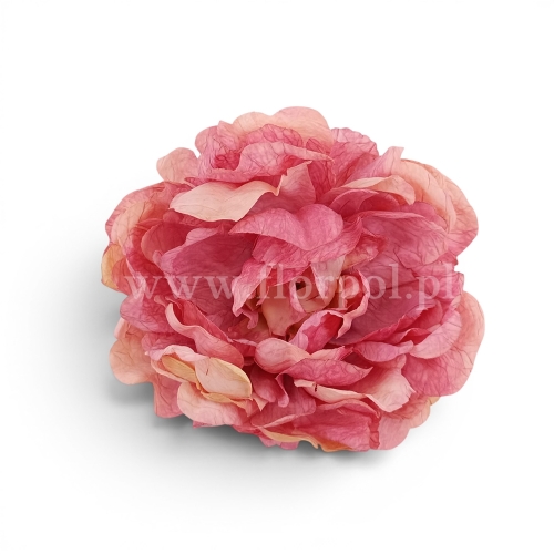 Peonia suszona vintege 6szt róż/pistacja