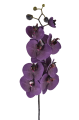 SUN878##PLUM#1_m.jpg