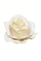SUN385#1451#DR CREAM_m.jpg