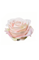 SUN385#3064#APRICOT CREAM_m.jpg
