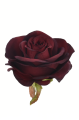 SUN385#2253#DR BURGUNDY_m.jpg