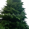 prestige nobilis choinka 13776.jpg