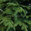 prestige nobilis choinka 13777.jpg