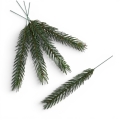 florpol.p  13792.jpg