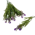 florpol.live 13888.jpg
