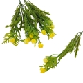 florpol.live 13892.jpg
