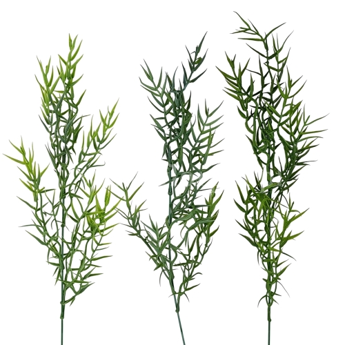 Asparagus łodyga - karton 240szt mix (Z65300)