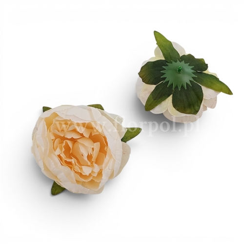 Peonia wyrobowa 12szt krem (FA0303)