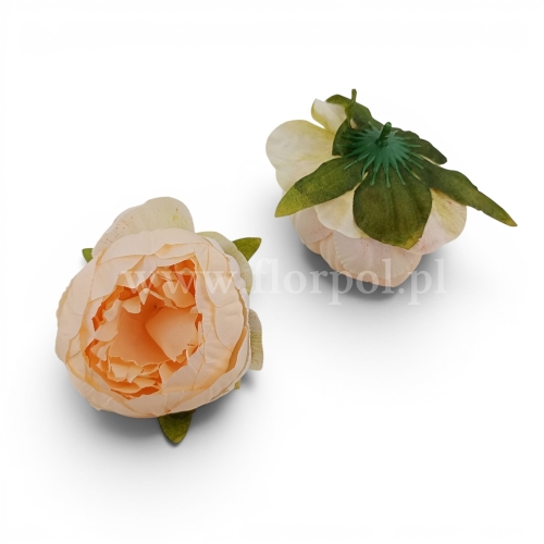 Peonia wyrobowa 12szt ciemny krem (FA0303)