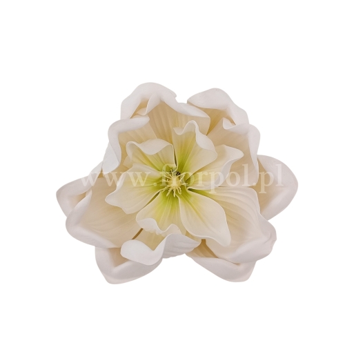 Magnolia piankowa, wyrobowa 6szt ecru (MH17)