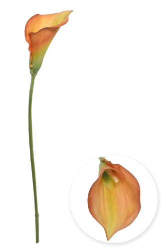 IMG_7862.png