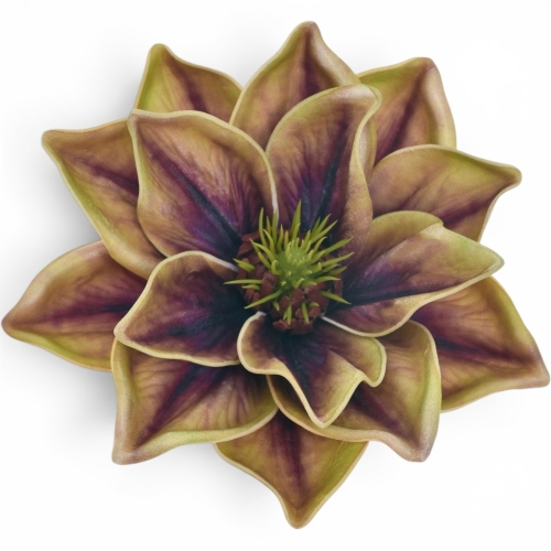 Magnolia wyrobowa OLIVE (LEV028)