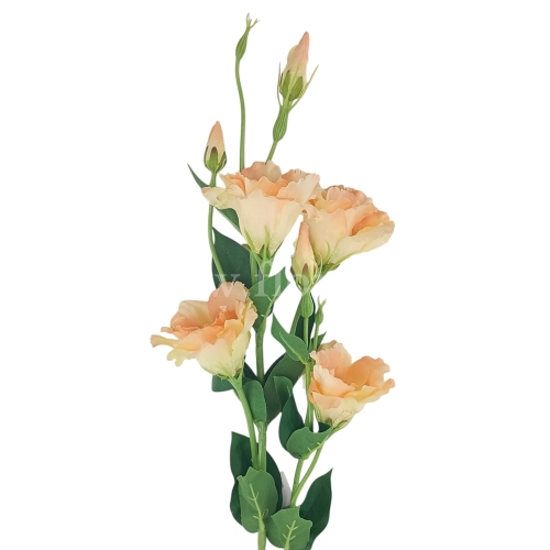 Eustoma atłasowa 7 kwiatów/ wysoka/cieniowana #3065 lt peach (SUN345)