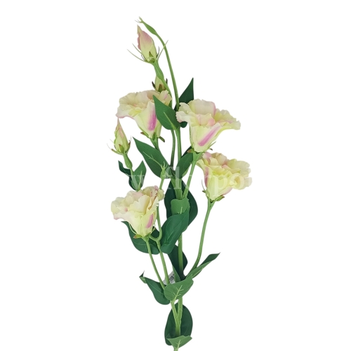 Eustoma atłasowa 7 kwiatów/ wysoka/cieniowana #1693 lt.green/lt.pink (SUN345)