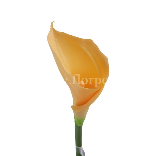 Kalla stulony kielich #C31 beige (AL45106)