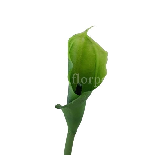 Kalla stulony kielich #C1 green (AL45106)