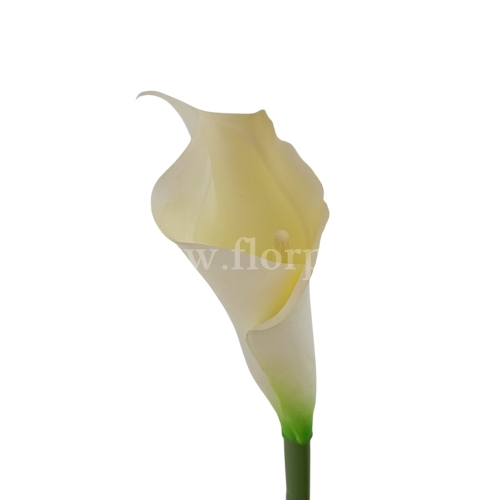 Kalla stulony kielich #135 cream (AL45106)