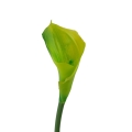 #10 lt.green.jpg