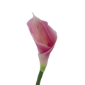 #183 lt.purple white.jpg