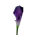 #184 purple.jpg