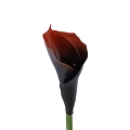 #198C brown.jpg