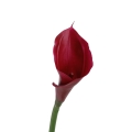 #C33 red.jpg