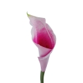 #LD-49 pink white.jpg