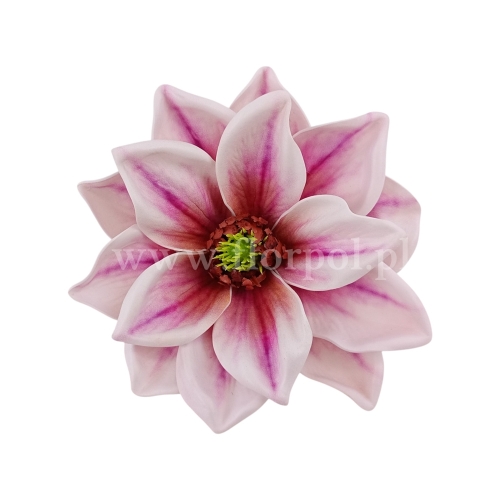 Magnolia wyrobowa cream/beauty (LEV028) 
