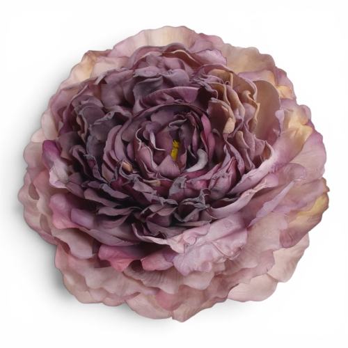 Peonia wyrobowa DIRTY VIOLET (TAJ1013) 