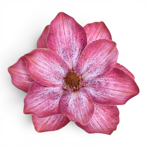 Magnolia wyrobowa 12szt lt beauty (WEI1007)