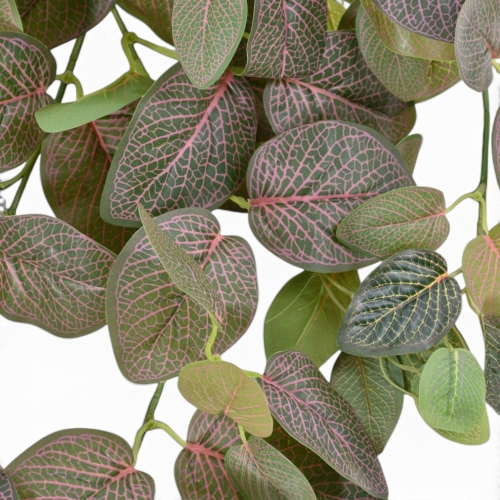 Fitonia GREEN PINK (GREE071)