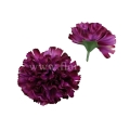florpol.live 14906.jpg