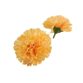 florpol.live 14909.jpg