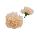 florpol.live 14911.jpg