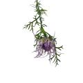 hurtownia florystyczna 14973.jpg