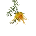 hurtownia florystyczna 14970.jpg