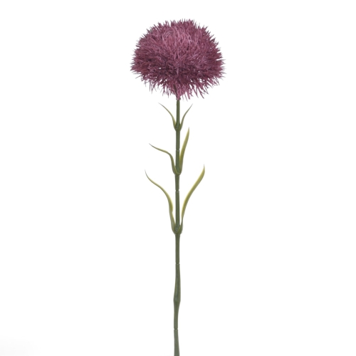  Dianthus kulisty eggplant (BUK1022)