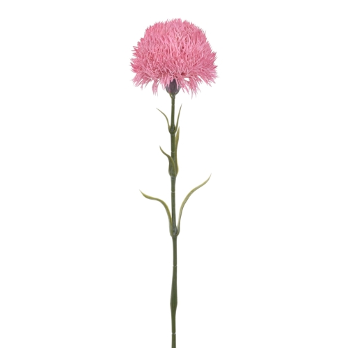  Dianthus kulisty powder pink (BUK1022)