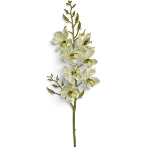 Orchidea pianka jucy green (LEV034)