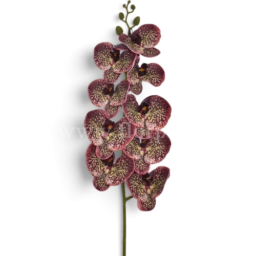 Nakrapiany storczyk burgundy green (LEV029)